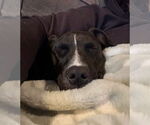 Small #4 American Pit Bull Terrier-American Staffordshire Terrier Mix