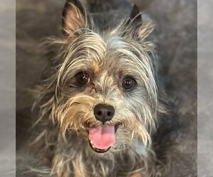 Mutt Dogs for adoption in Canton, CT, USA