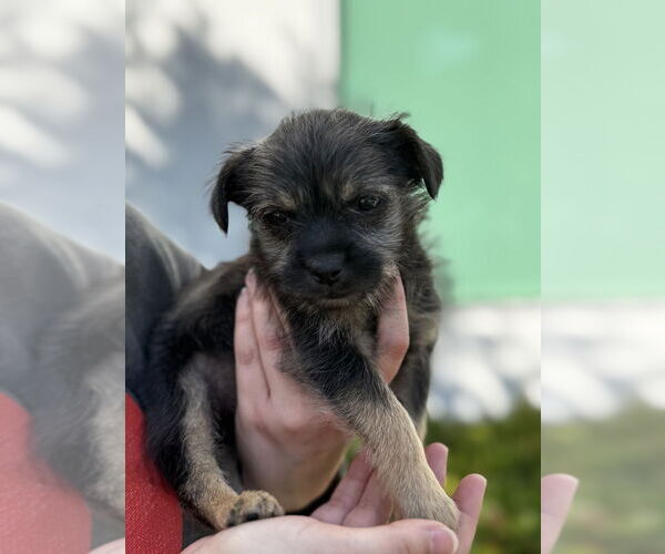 Medium Photo #1 Norfolk Terrier Puppy For Sale in Dana Point, CA, USA