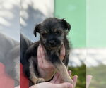 Small Norfolk Terrier