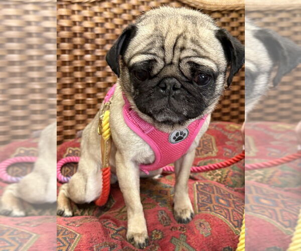 Medium Photo #4 Pug Puppy For Sale in Mundelein, IL, USA