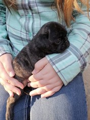 Pug Puppy for sale in CINCINNATI, OH, USA