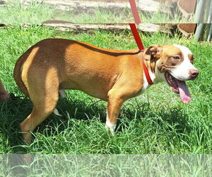 Mutt Dogs for adoption in Wetumpka, AL, USA