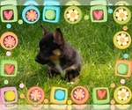 Small Photo #28 Pembroke Welsh Corgi-Scottish Terrier Mix Puppy For Sale in GREELEY, CO, USA
