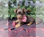 Small #5 Shorkie Tzu-Yorkshire Terrier Mix