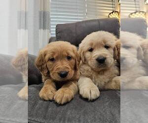 Golden Retriever Puppy for Sale in SACRAMENTO, California USA