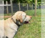 Small #5 Labrador Retriever