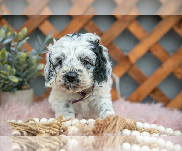 Medium Photo #14 Cock-A-Poo Puppy For Sale in MILLERSBURG, OH, USA