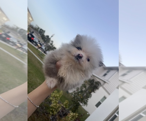 Medium Photo #3 Pomeranian Puppy For Sale in ORLANDO, FL, USA