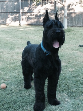 Medium Photo #1 Schnauzer (Giant) Puppy For Sale in FORNEY, TX, USA