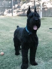 Schnauzer (Giant) Puppy for sale in FORNEY, TX, USA