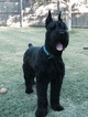 Small Photo #1 Schnauzer (Giant) Puppy For Sale in FORNEY, TX, USA