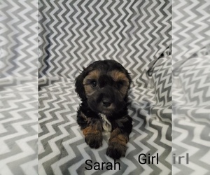 Cavapoo Puppy for sale in HENDERSON, NV, USA