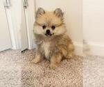 Small #7 Pomeranian