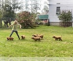Small Photo #13 Golden Retriever Puppy For Sale in WOODSTOCK, CT, USA