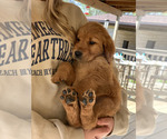 Image preview for Ad Listing. Nickname: Litter of 10