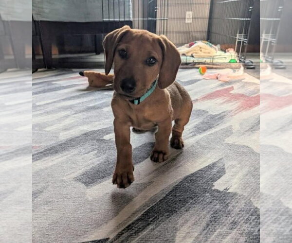 Medium Photo #15 Dachshund-Doberman Pinscher Mix Puppy For Sale in Buffalo, MN, USA