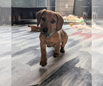 Small #14 Dachshund-Doberman Pinscher Mix