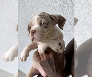 American Bully Puppy for Sale in CRAWFORDVILLE, Florida USA
