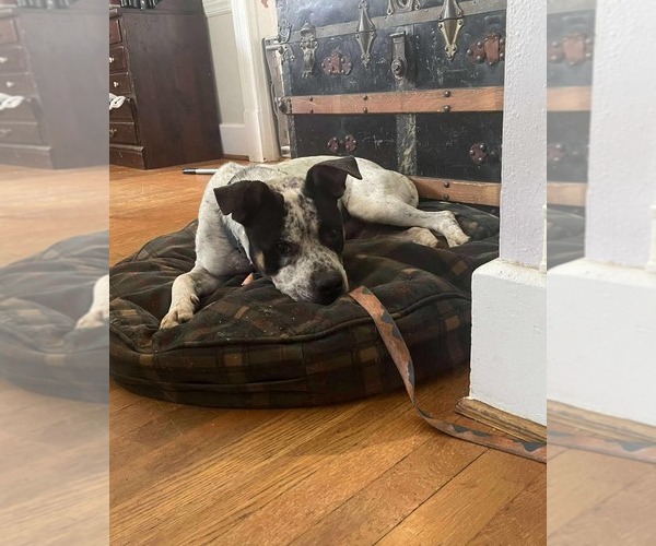 Medium Photo #6 Bulldog-Unknown Mix Puppy For Sale in Rustburg, VA, USA