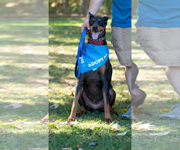 Medium Photo #4  Puppy For Sale in , 