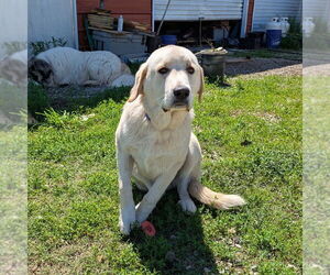 Anatolian Shepherd-Great Pyrenees Mix Dogs for adoption in Vail, AZ, USA