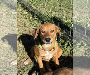 Mutt Dogs for adoption in Osgood, IN, USA