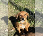 Faith - Female Mutt Dog for Adoption - Small photo