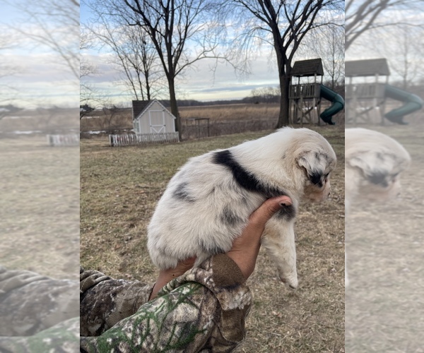 Medium Photo #3 Australian Shepherd Puppy For Sale in TOLEDO, IL, USA