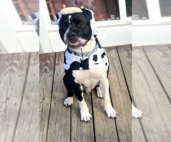 Medium Photo #2 Mutt Puppy For Sale in Strongsville, OH, USA