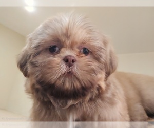 Shih Tzu Puppy for sale in CARLYLE, IL, USA