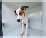 Small Treeing Walker Coonhound Mix