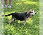 Small #2 Beagle Mix