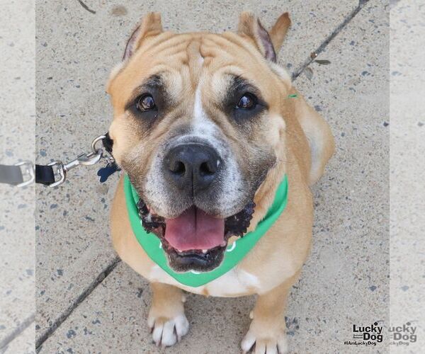 Medium Photo #3 Boxer-Unknown Mix Puppy For Sale in Washington, DC, USA