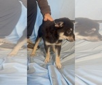 Small Photo #4 Pomsky-Shiba Inu Mix Puppy For Sale in NASHUA, NH, USA