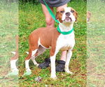 Small #3 American Pit Bull Terrier Mix