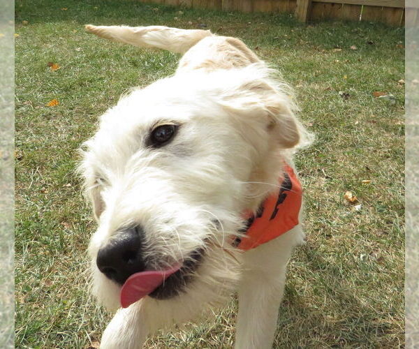Medium Photo #2 Golden Retriever-Unknown Mix Puppy For Sale in Grovertown, IN, USA