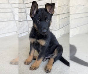 German Shepherd Dog Puppy for sale in INDIANAPOLIS, IN, USA