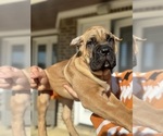 Small Photo #8 Cane Corso Puppy For Sale in MEMPHIS, TN, USA