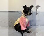 Small #13 Chihuahua Mix