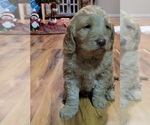 Small Photo #3 Goldendoodle Puppy For Sale in VINITA, OK, USA
