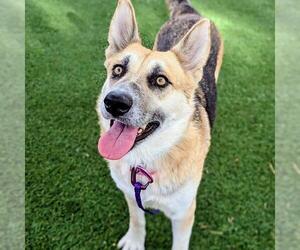 German Shepherd Dog-Unknown Mix Dogs for adoption in Las Vegas, NV, USA
