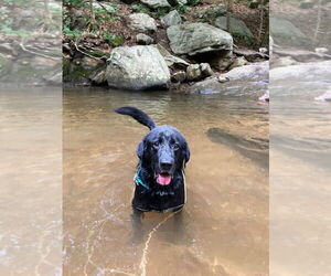 Shadow (King) Havard - Male Labrador Retriever-Unknown Mix Dog for Adoption - Photo #11