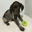 Small Photo #2 German Shorthaired Pointer Puppy For Sale in GAP, PA, USA