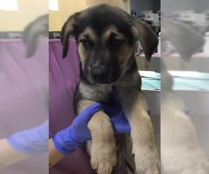 German Shepherd Dog-Unknown Mix Dogs for adoption in Riverside, CA, USA
