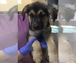 Small German Shepherd Dog Mix