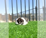 Small #7 English Bulldog