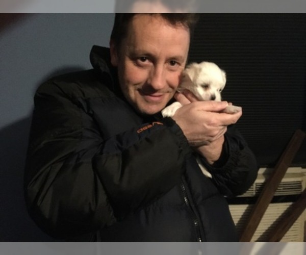 Medium Photo #48 Maltese Puppy For Sale in BRKN ARW, OK, USA