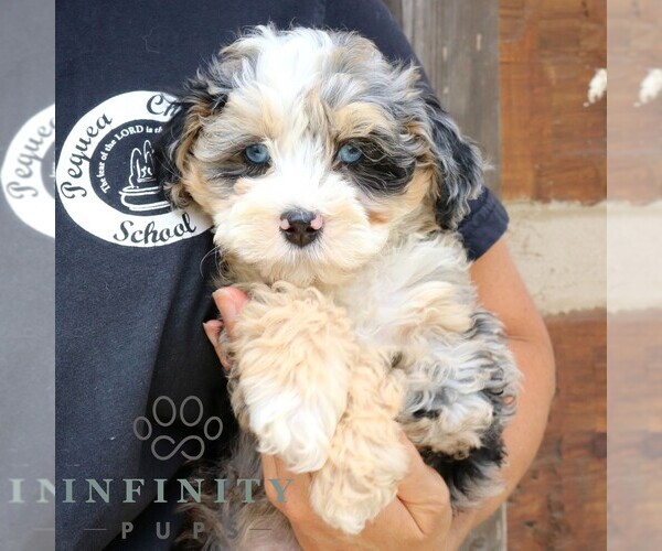 Medium Photo #2 Bernedoodle (Miniature) Puppy For Sale in NARVON, PA, USA