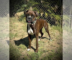 Boxer Dogs for adoption in Pleasanton, TX, USA